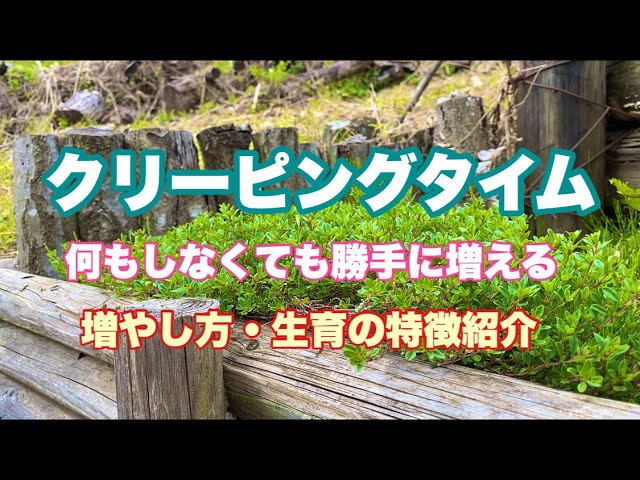勝手に増える クリーピングタイムの増やし方 生育の特徴紹介 Youtube