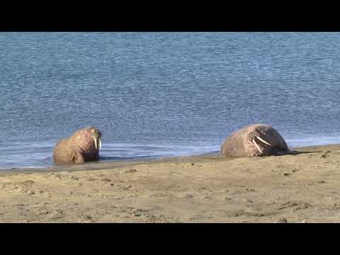 Two Walrus males emerging from sea and struggling up beach