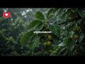 Sleep Faster With Rain on Leaves