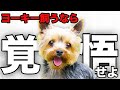 【解説】迎える前に1度見て!ヨークシャーテリアの魅力や注意点について教えます!