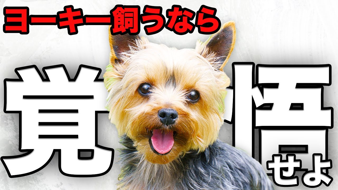 解説】迎える前に1度見て！ヨークシャーテリアの魅力や注意点について