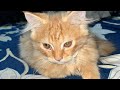 Cinematic shot on iPhone 17 of my cat Bella #shotoniphone #apple#iphone#cat #fyp#apple#viral#ipone17