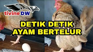 Detik detik ayam bertelur