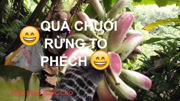 Lên Núi Hái Bắp Chuối Rừng - Tập 04 | DVS Miền Núi Vlogs