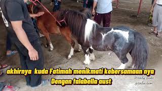 persilangan kuda kerdil 👉 seperti apa hasil nya 👉