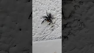 Candy-striped Legs... 🕷️ 🍬 #thecure #animals #nature #shorts
