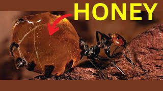 These Insects Can Make Honey Too!