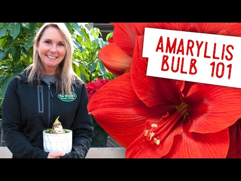 Video: Amaryllis-blom: beskrywing, tuisversorging