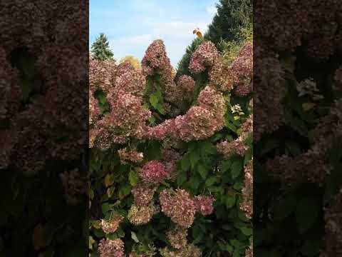 Күз бейнесі🍁Операторлық шеберлік - YouTube