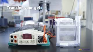 Direct-Blot™ HRP Antibodies Save You Time