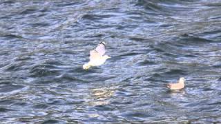 Road Scholar - Birding  - Oct 2012