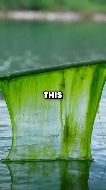 You've Been Eating This Algae Without Knowing 🤯