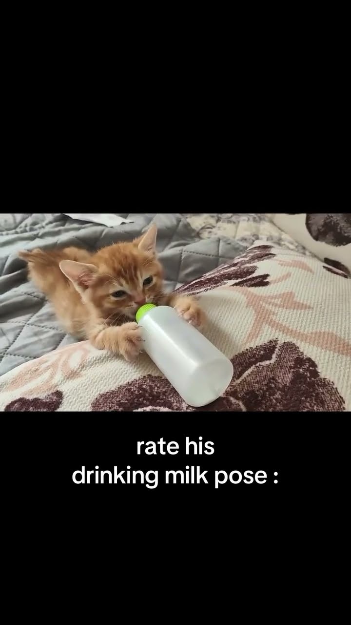 Kittyo like yeah you see what’s going on