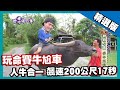 【泰國】飆速賽牛尬車 人牛合一200公尺17秒｜《世界第一等》881集精華版