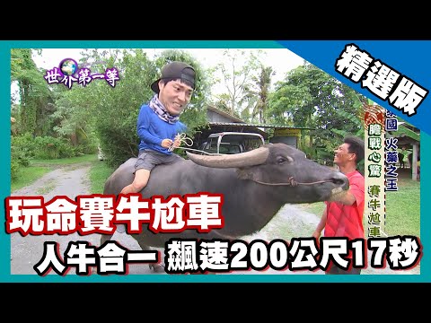 【泰國】飆速賽牛尬車 人牛合一200公尺17秒｜《世界第一等》881集精華版