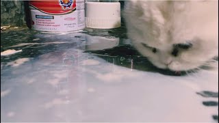Cute Cat Licking Milk On The Floor