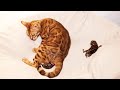 Pregnant Bengal Cat Gives Birth to 2 Kittens for the First Time!!!