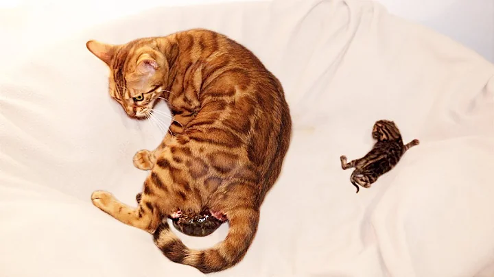 Video 610491: bengal cat kitten, pregnant bengal cat, bengal kitten first, beautiful bengal cat, kittens growing