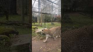 Leopard animal encounter #animals  #leopard