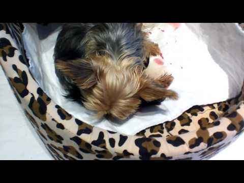 Vidéo: Comment Donner Naissance à Un Yorkie