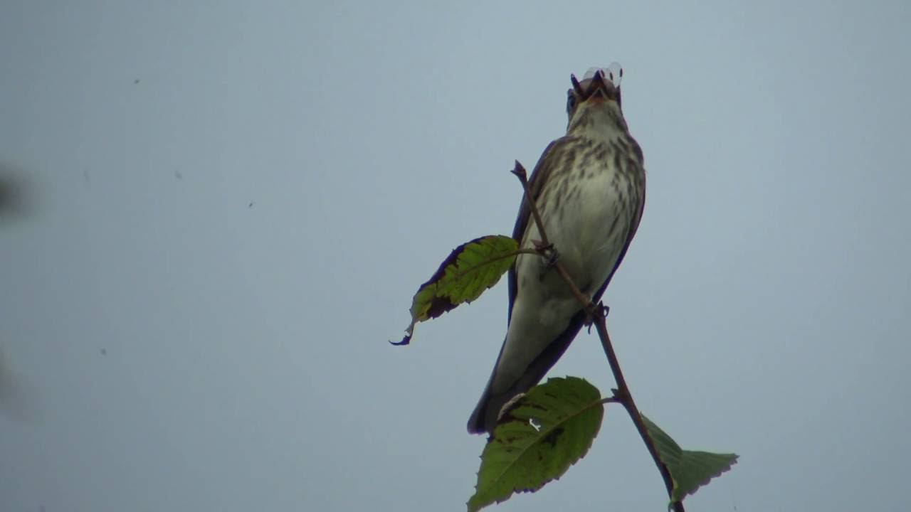 野鳥撮影・ エゾビタキ Grey-streaked Flycatcher 