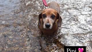Devoted 2 Dachshunds Rescue