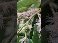 밤꽃
