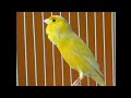 Masteran Paling Cocok Agar Kenari Cepat Ngerol Panjang Dalam Waktu Singkat Mp3 - Mp4 Download