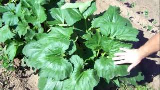 Vegetable Garden Update June 2011