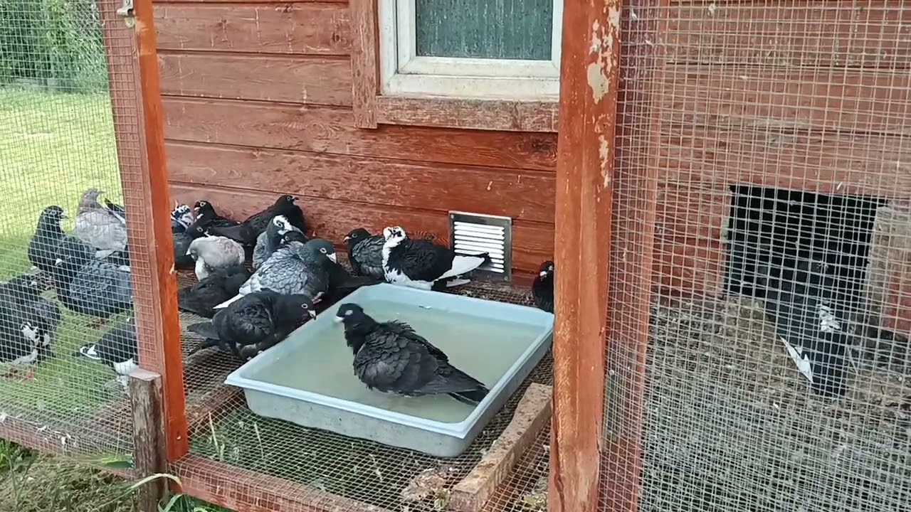 Kąpiel moich pupili 🙂