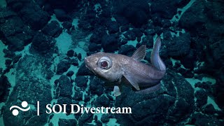 Seamount SyGR2 (unnamed and unexplored) | SOI Divestream 656