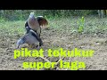 Terkukur Super!!L4ga dengan terkukur liar