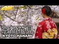 KYOTO HANAMI - LA FIORITURA DEI CILIEGI A KYOTO