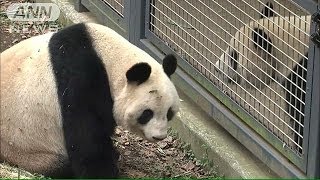 「恋鳴き」不発　上野のパンダ恋は実らず展示再開へ(14/03/17)