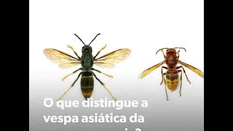 Como identificar vespa?