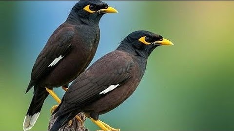 Secret GPS of Birds🐦 || How They NAVIGATE the Skies!