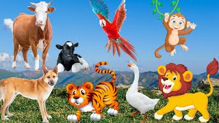 Lives of animals: dog, cat, tiger, lion, elephant, duck, monkey, cow - animal sounds