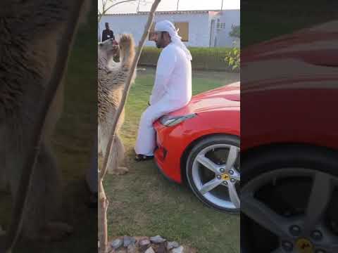 Dubai King Sheikh Nawab Ke Shoq Dekho Zara luxury life !Plz subscribe my channel Plz #Shorts