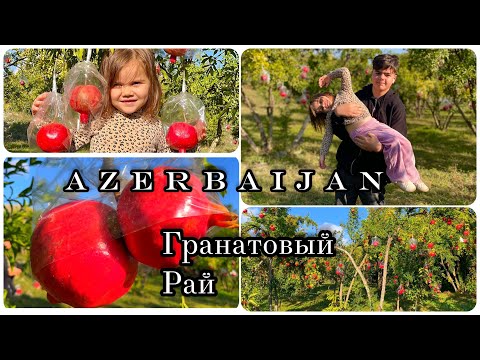 Гранатовый рай.Азербайджан/Göyçay/Гёйчай/сезон граната/мы попали в рай на Земле