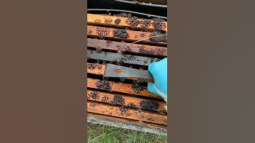 BEEKEEPING: Major Small Hive Beetle infestation