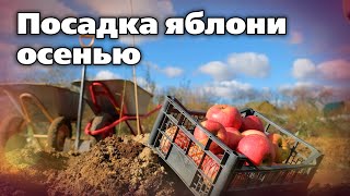 видео: Осенняя посадка яблони  Важные подсказки опытного агронома картинка: Осенняя посадка яблони  Важные подсказки опытного агронома