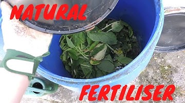 How To Make Compost Tea from Nettles and Comfrey