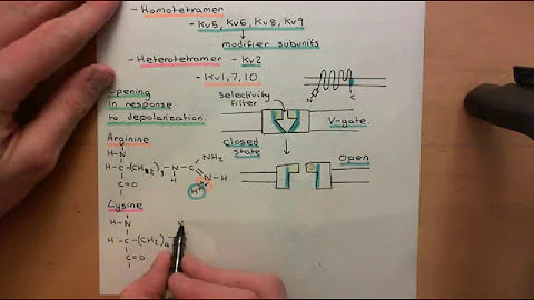 Voltage Gated Ion Channels Part 4
