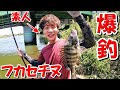 ド素人でも爆釣できるリバーチヌのフカセ釣りがヤバイ【茨城県】