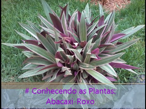 Conhecendo as Plantas: Abacaxi-Roxo - thptnganamst.edu.vn
