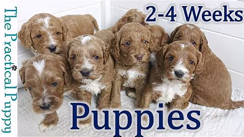 Watching Puppy Grow from 2 to 4 Weeks