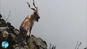 The magnificent markhor। Wildlife Pakistan। Full documentary