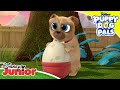 🥚 What to Expect When You're Egg-specting | Puppy Dog Pals  | Disney Junior UK