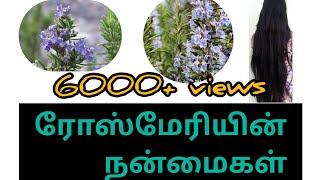 Rosemary plant benifits in tamil | ரோஸ்மேரியின் நற்பலன்கள்