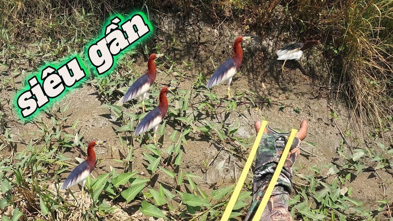 Đi săn cò cổ đỏ cùng aE Đồng tháp và team  || Đảm Nguyễn